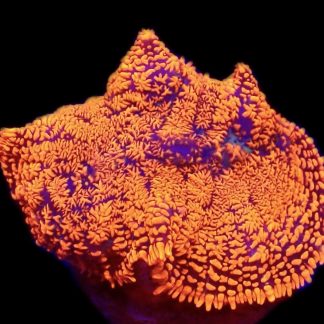 WYSIWYG A48 Ultra Rhodactis Mushroom