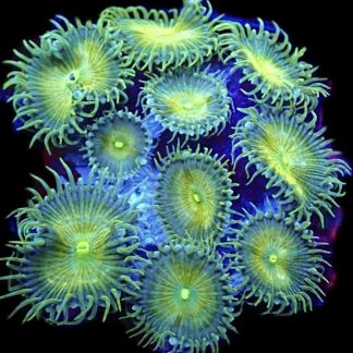 WYSIWYG 30B Grand Palythoa Frag