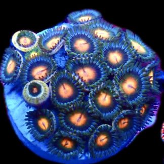 Mint Orange Zoanthid Frag 15+ Polyps