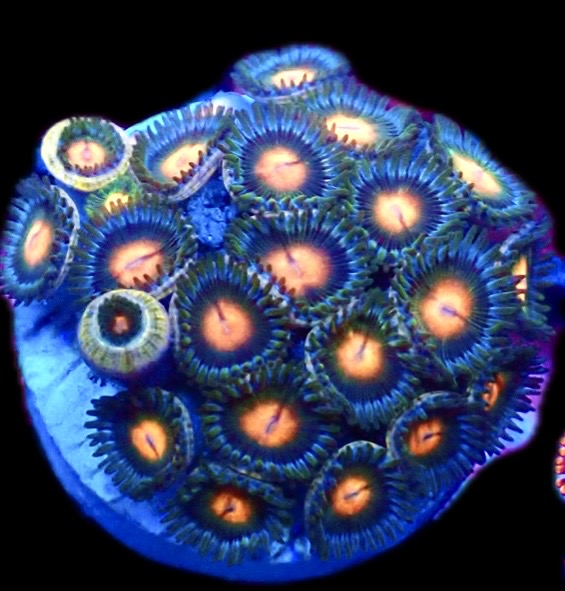 Mint Orange Zoanthid Frag 15+ Polyps