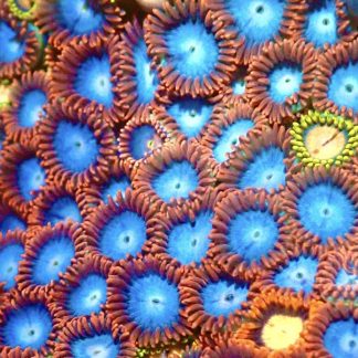 Frozen Paprika Zoanthid Frag 12+ Polyps