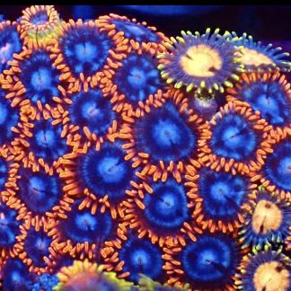 Sapphire Jewel Zoanthid (12+ Polyps )