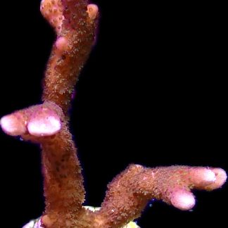 WYSIWYG 11K Purple Montipora Digitata