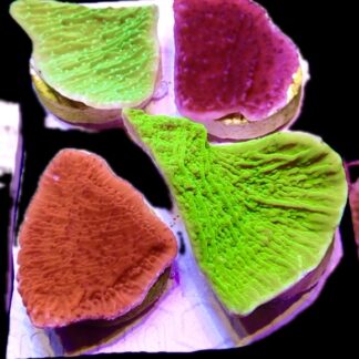WYSIWYG Multi Colour Montipora Capricornis Garden 2