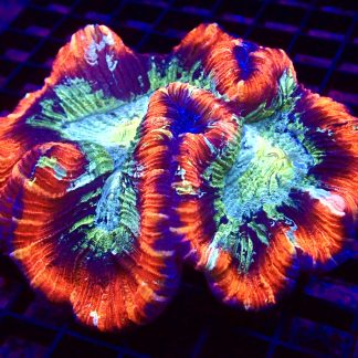 WYSIWYG Master Grade Rainbow Trachyphyllia XXL (2)