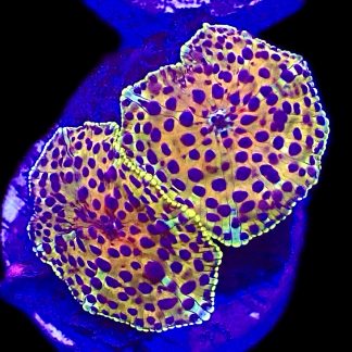 WYSIWYG A42 Ultra Discosoma Mushroom Double Head