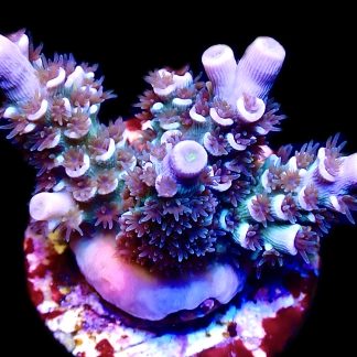 WYSIWYG 8G Rainbow Tenius Frag