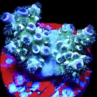 WYSIWYG 9E Rainbow Tenius Frag