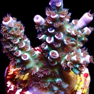 WYSIWYG 23F Rainbow Tenius Frag