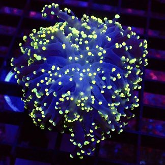WYSIWYG Lemon Frogspawn 2