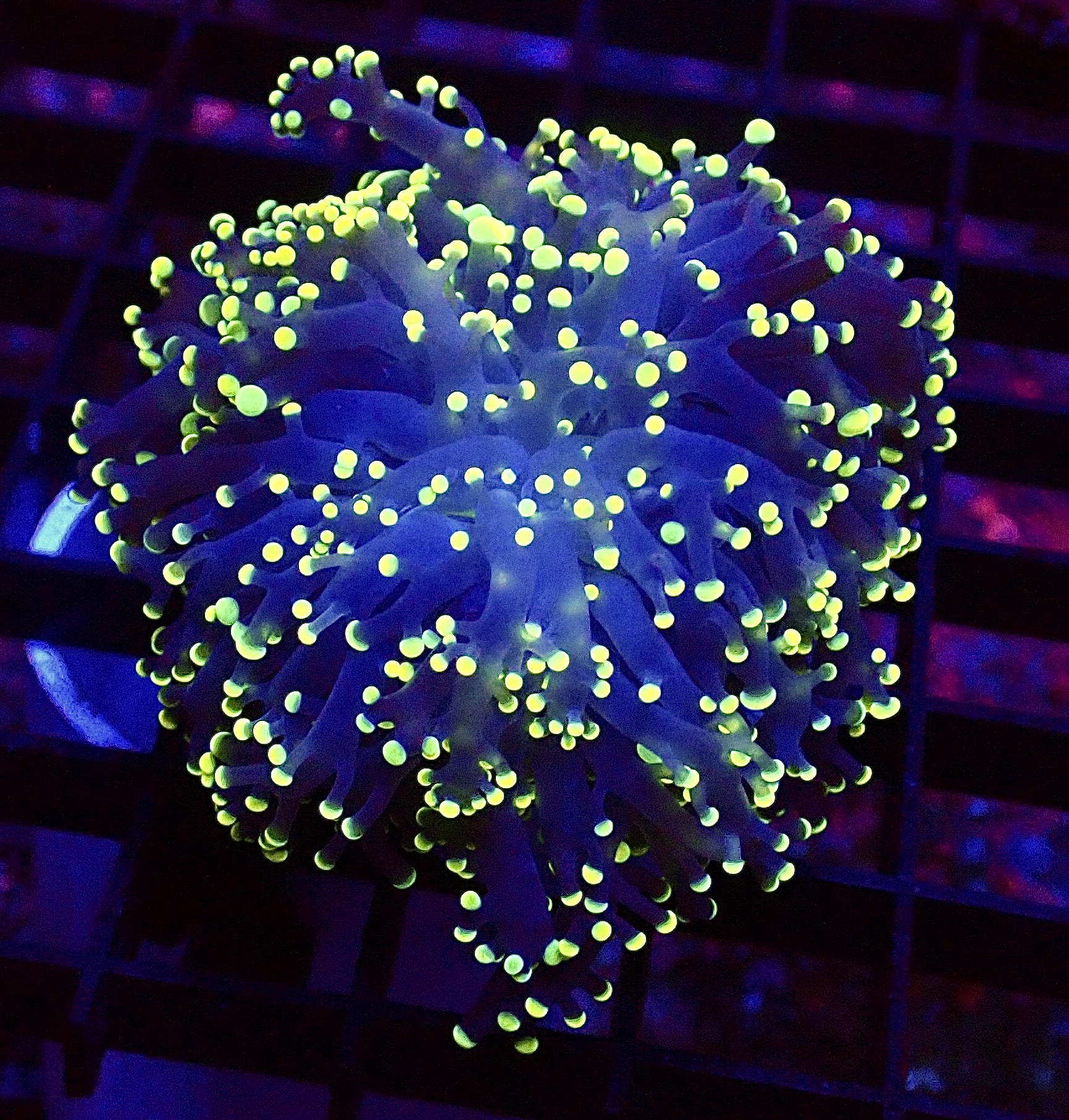 WYSIWYG Lemon Frogspawn 2