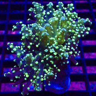 WYSIWYG Lemon Frogspawn 3