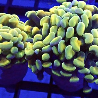 Holy Grail Branching Hammer Double Head