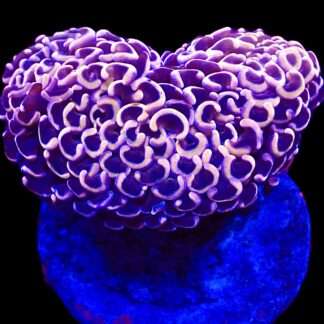 WYSIWYG Ultra Orange / Blue Walling Hammer Colony Extra Large