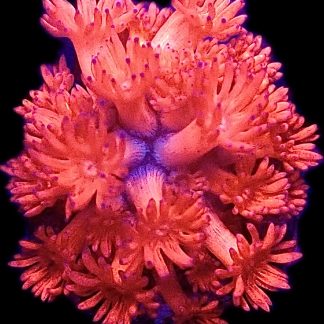 Flaming Hot Goniopora Frag