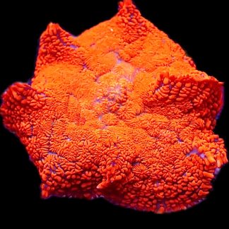 WYSIWYG 32B Red Hot Rhodactis Mushroom XXL