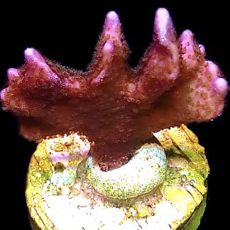 WYSIWYG M8 Purple Montipora Digitata