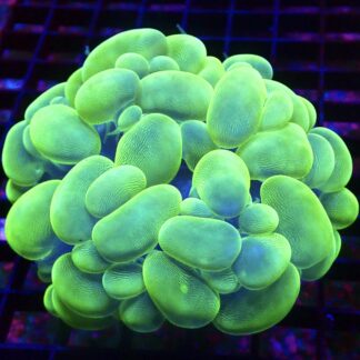 Ultra Metallic Green True Bubble Colony 1