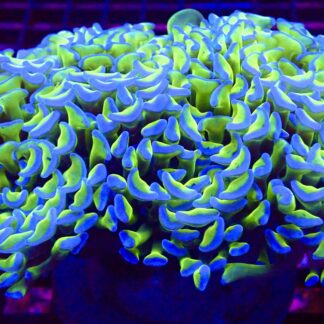 WYSIWYG Ultra Bicolour Walling Hammer Colony Extra Large