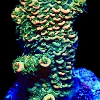 WYSIWYG 9H Rainbow Millepora Frag