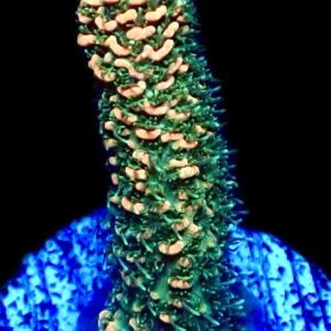 WYSIWYG 9i Rainbow Millepora Frag