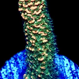 WYSIWYG 9i Rainbow Millepora Frag