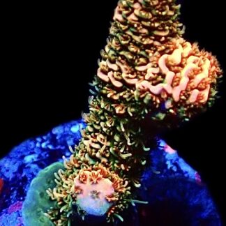 WYSIWYG 22E Rainbow Millepora Frag