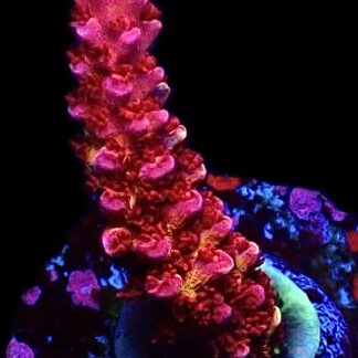 WYSIWYG 21i Ultimate PC Rainbow Acropora Frag