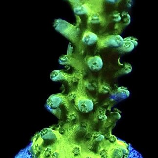 WYSIWYG 24i Violet Venom Acropora Frag
