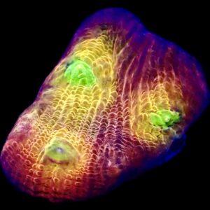 WYSIWYG  A3 Tropicana Chalice Frag