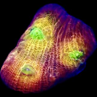 WYSIWYG  A3 Tropicana Chalice Frag