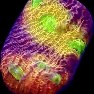 WYSIWYG A4 Tropicana Chalice Frag