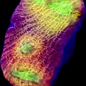 WYSIWYG A5 Tropicana Chalice Frag