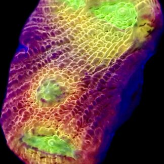 WYSIWYG A5 Tropicana Chalice Frag