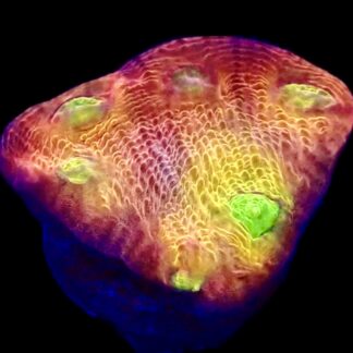 WYSIWYG A6 Tropicana Chalice Frag