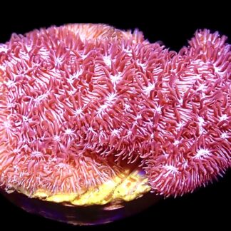 WYSIWYG 12C Ultra Purple Scrolling Pavona