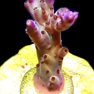 WYSIWYG 9J Pearlberry Acropora