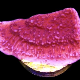 WYSIWYG 22J Purple Plating Montipora Frag