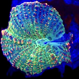 WYSIWYG A4 Ultra Rhodactis Mushroom