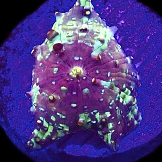 WYSIWYG A8 Rainbow Discosoma Mushroom