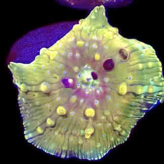 WYSIWYG A13 Rainbow Discosoma Mushroom