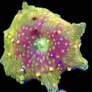 WYSIWYG A17 Rainbow Discosoma Mushroom