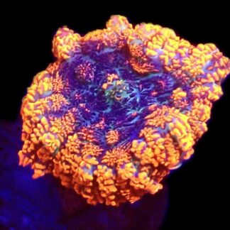 WYSIWYG Ultra Rhodactis Mushroom A23