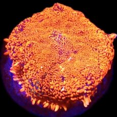 WYSIWYG Ultra Rhodactis Mushroom A24