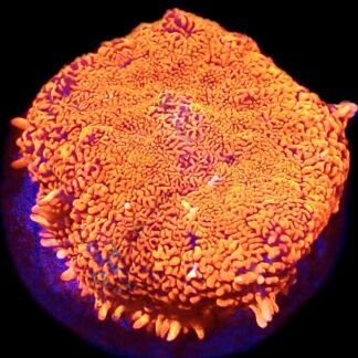 WYSIWYG Ultra Rhodactis Mushroom A24