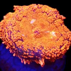 WYSIWYG Ultra Rhodactis Mushroom A28