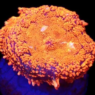 WYSIWYG Ultra Rhodactis Mushroom A28