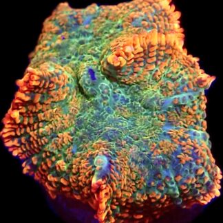 WYSIWYG Ultra Rhodactis Mushroom A32