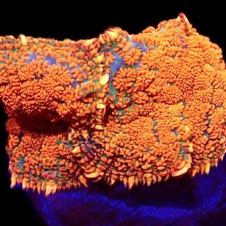 WYSIWYG Ultra Rhodactis Mushroom A39