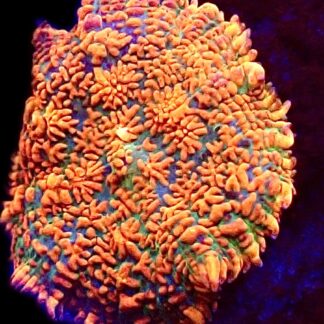 WYSIWYG Ultra Rhodactis Mushroom A45